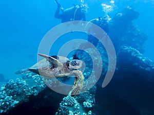 Green Sea Turtle in Hawaiian Ocean with Divers Beyond