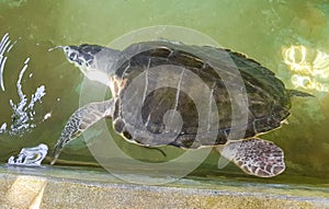 Green sea turtle hawksbill sea turtle loggerhead sea turtle swims