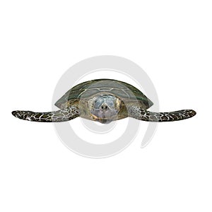 Green sea turtle isolated on a white 3D Illustration