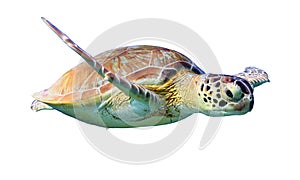 Green Sea Turtle isolated on white background