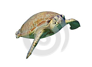 Green Sea Turtle isolated on white background photo