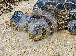 Green Sea Turtle Laying Eggs Maui Hawaii