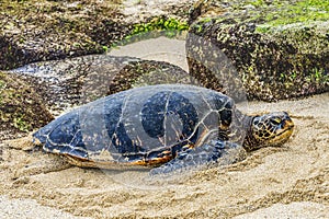 Green Sea Turtle Laying Eggs Maui Hawaii