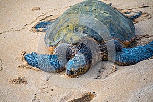 A Green Sea Turtle in Maui, Hawaii