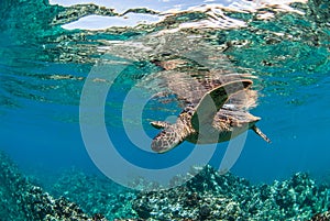 Green Sea Turtle in Maui, Hawaii