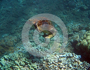 Hawaiian Green Sea turtle from Maui Hawaii