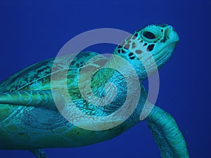 Green Sea Turtle mid-water photo