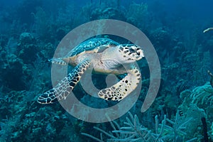 Green Sea Turtle Nassau Bahamas