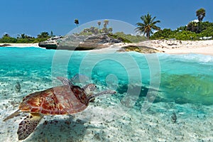 Verde el mar tortuga más cercano caribe Playa 