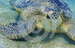 green sea turtle near the seabed protrait view in egypt