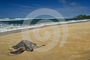 Green sea turtle, North Shore of O'ahu, Hawaii