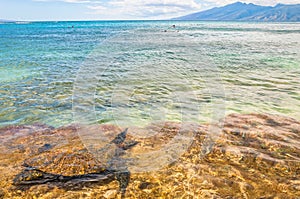 Green Sea Turtle in Ocean - Maui, Hawaii