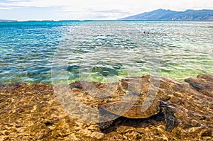 Green Sea Turtle in Ocean - Maui, Hawaii