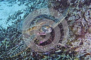 Green Sea Turtle off Balicasag Island, Panglao, Bohol, Philippines