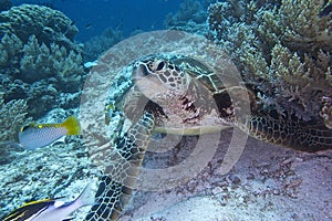 Green Sea Turtle off Balicasag Island, Panglao, Bohol, Philippines