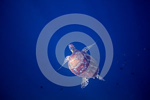 Green sea turtle in open ocean underwater. Tropical nature of exotic island.