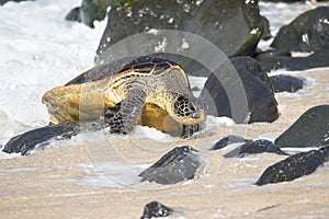 Green sea turtle overcoming rock obstacles to make it to bale of turtles