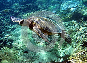 Zelený more korytnačka 