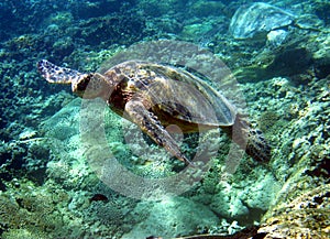 Green Sea Turtle img