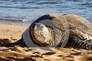 Green Sea Turtle at Poi Pu Beach Maui Hawaii Pulls onto Beaches to Rest between Long Journeys