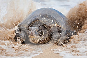 Green Sea Turtle Portrait