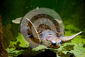 Turtle with protective shell swims in water of sea