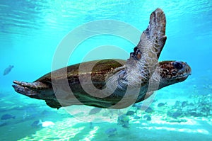 Green sea turtle Queensland Australia