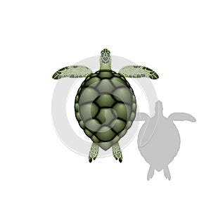 Green sea turtle realistic vector illustration of sea animal with shadow isolated on white background top view