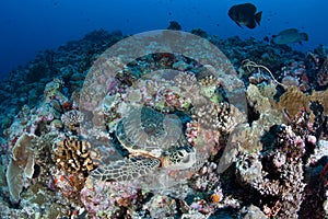 Green Sea Turtle on Reef in Palau