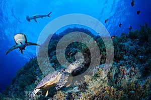 Green sea turtle in a reef with sharks photo