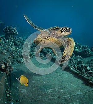 A green sea turtle on the reefs in Maui