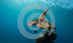 A green sea turtle on the reefs in Maui