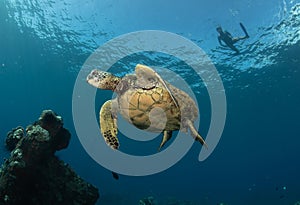 A green sea turtle on the reefs in Maui