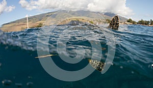 A green sea turtle on the reefs in Maui