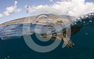 A green sea turtle on the reefs in Maui