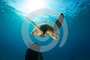 A green sea turtle on the reefs in Maui