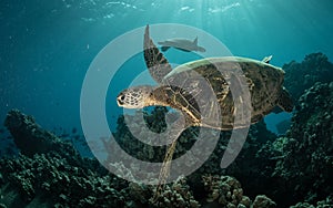 A green sea turtle on the reefs in Maui