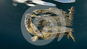 A green sea turtle on the reefs in Maui