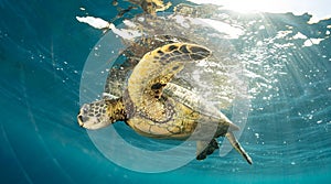 A green sea turtle on the reefs in Maui