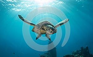 A green sea turtle on the reefs in Maui