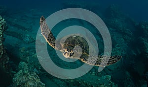 A green sea turtle on the reefs in Maui