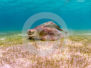 Green Sea Turtle with Remora Suckerfish on Shell, Akumal Mexico