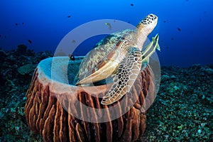 Green Sea Turtle with Remora swims out from a barrel sponge