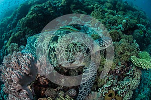 Green Sea Turtle and Remoras Underwater