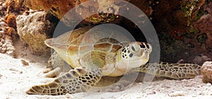 Green Sea Turtle