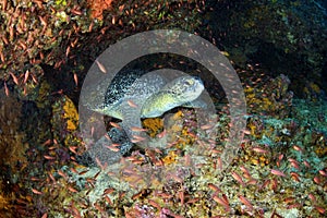 Green Sea Turtle resting in a cave, Galapagos