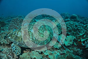 Green sea turtle resting on coral reef in watamu marine park, kenya