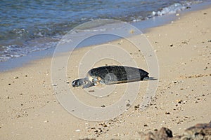 Green Sea Turtle resting after mating