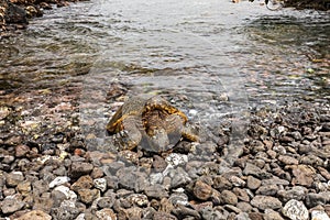 Green Sea Turtle Resting on Maui