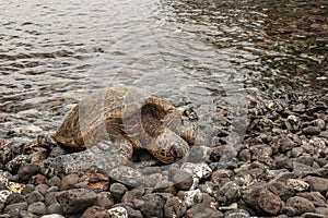 Green Sea Turtle Resting on a Maui Beach